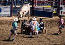 Poker Player Gored by Bull