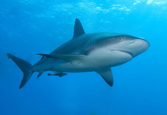 Fredy Torres Jumps in to a Shark Tank